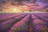 Alexei Butirskiy Lavender Field painting