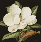 Alexei Butirskiy Magnolia Grandiflora painting