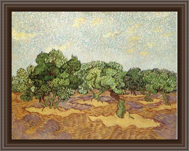 Framed Vincent van Gogh olive grove ii painting