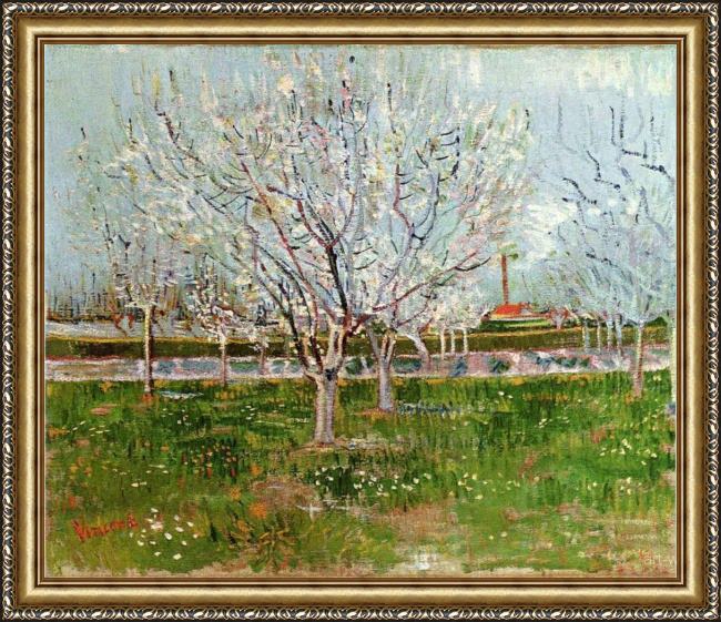 Framed Vincent van Gogh orchard in blossom painting