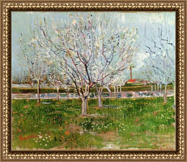 Framed Vincent van Gogh orchard in blossom painting