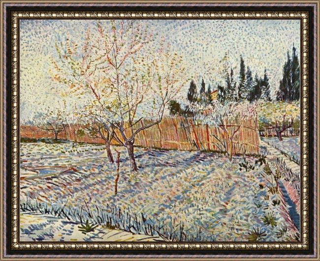 Framed Vincent van Gogh orchard with cypress painting